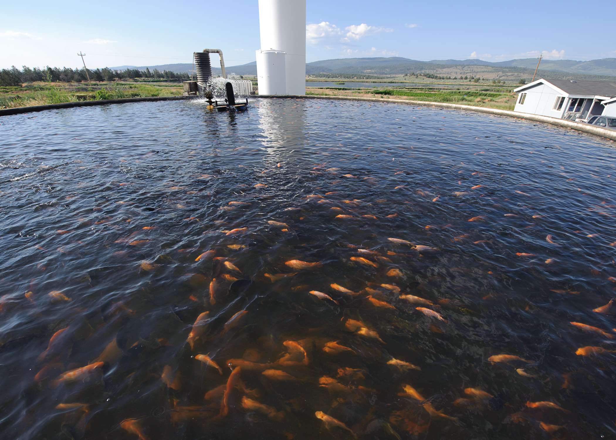 Fish Farming Jamaica